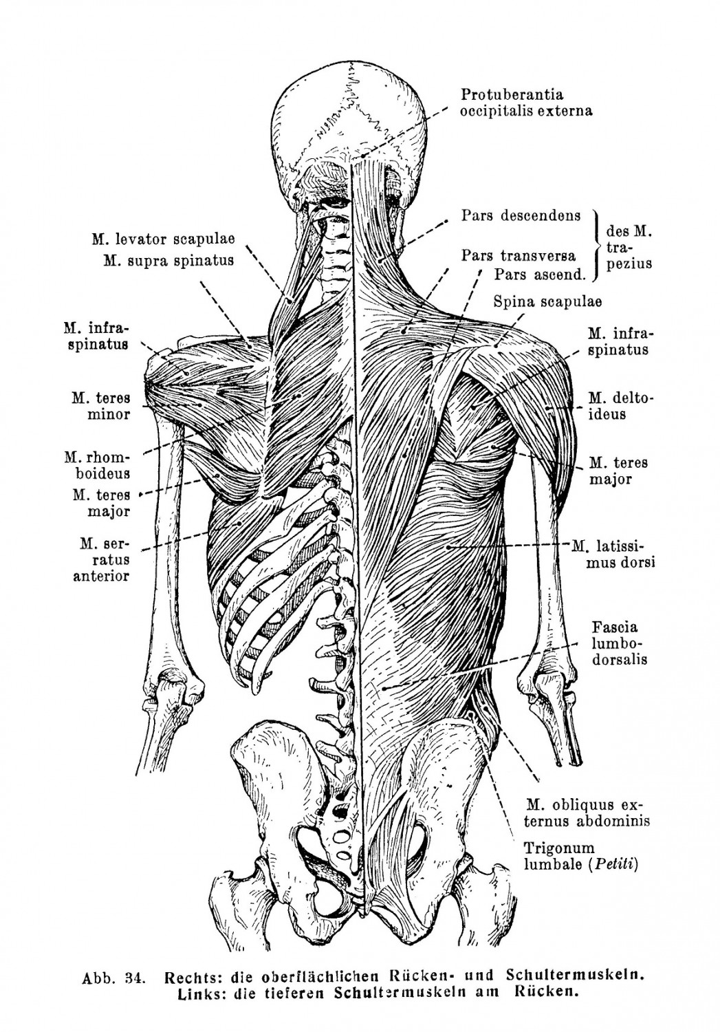 Muskeln, die auf den Schultergürtel wirken