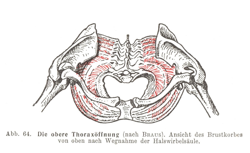 Die obere Thoraxöffnung (nach BRAUS). Ansicht des Brustkorbes von oben nach Wegnahme der Halswirbelsäule.