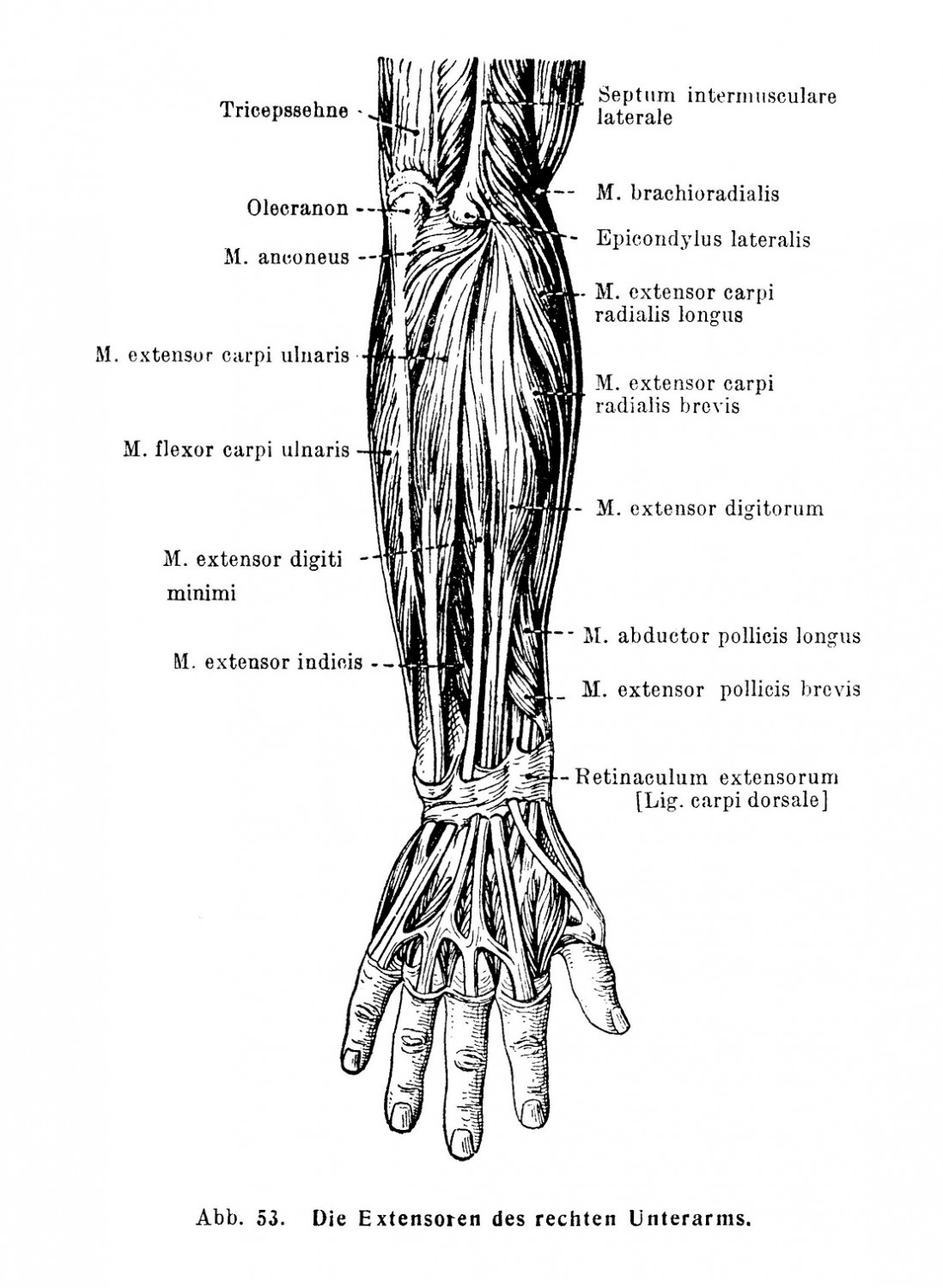 Die Extensoren des rechten Unterarms