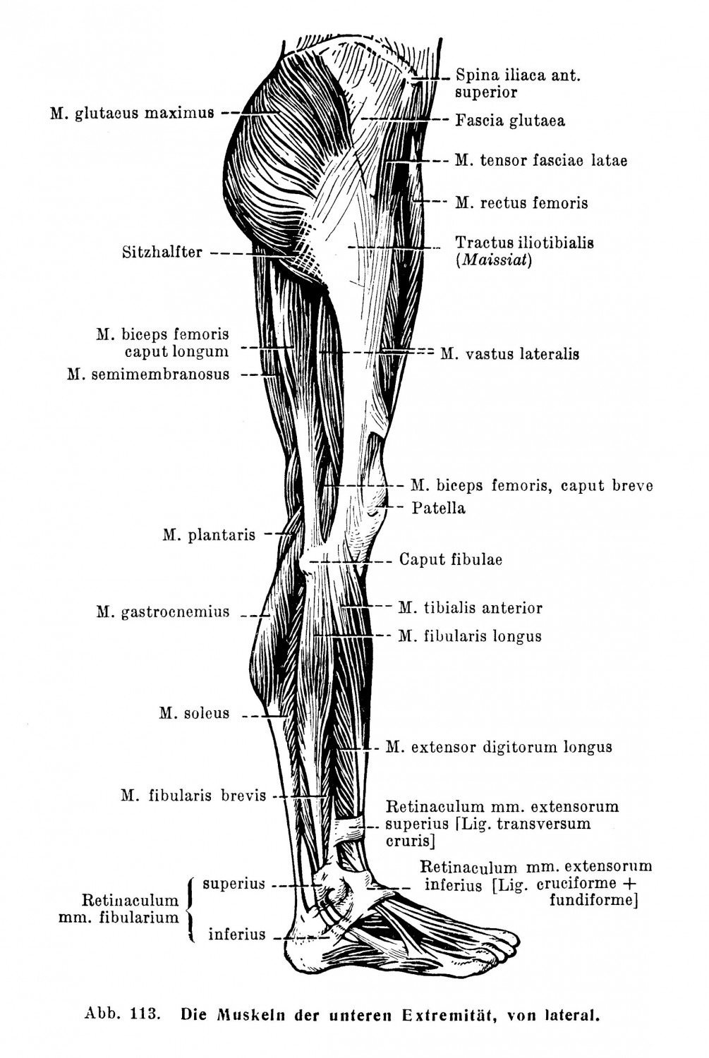 Die Muskeln der unteren Extremität, von lateral