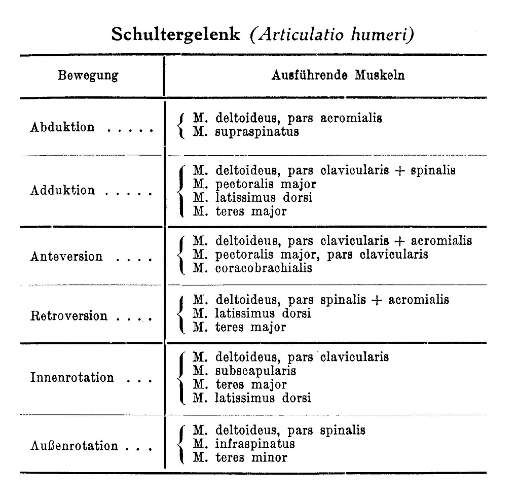 Schultergelenk (Articulatio humeri)