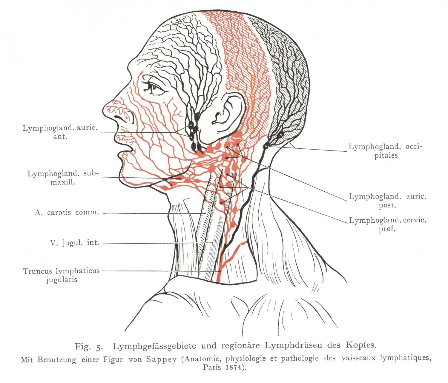 Lymphgefässgebiete und regionäre Lymphdrüsen des Kopfes