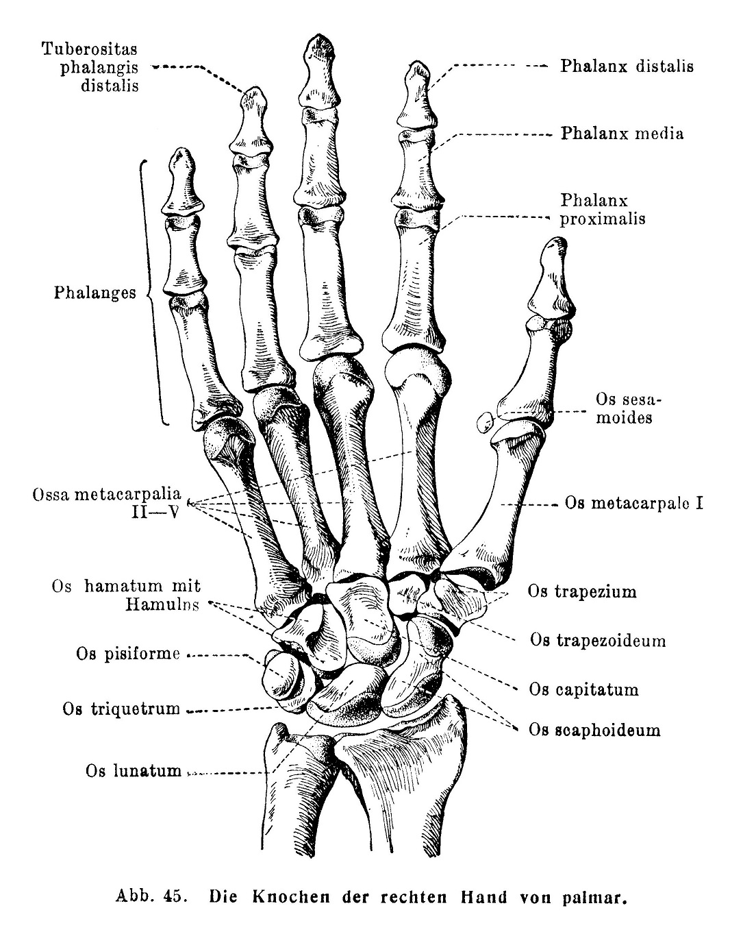 Die Knochen der rechten Hand von pulmar