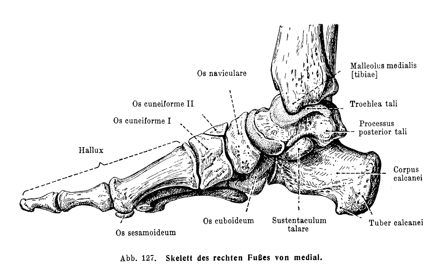 Skelett des rechten Fußes von medial