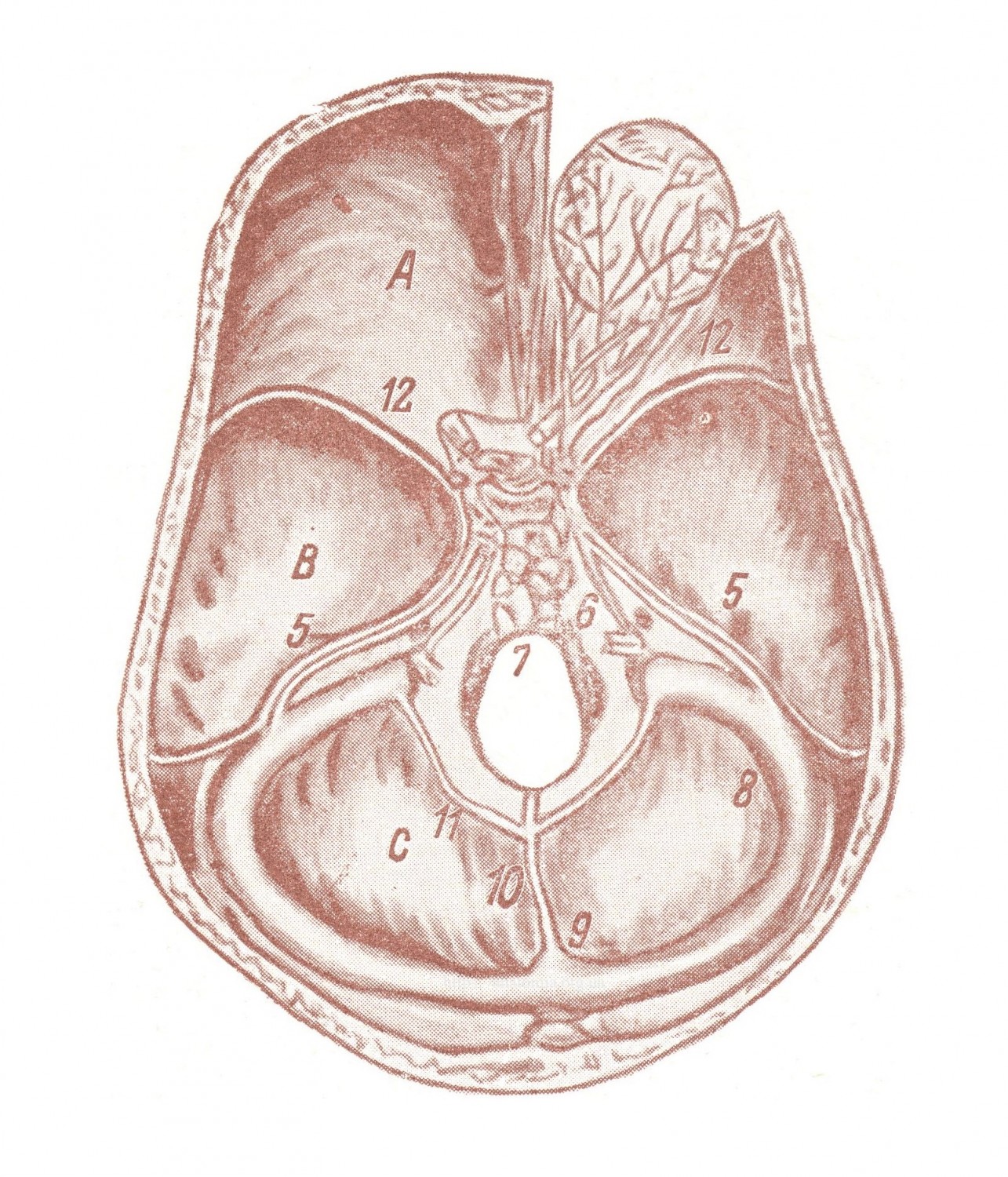 Пазухи baseos cranii internae