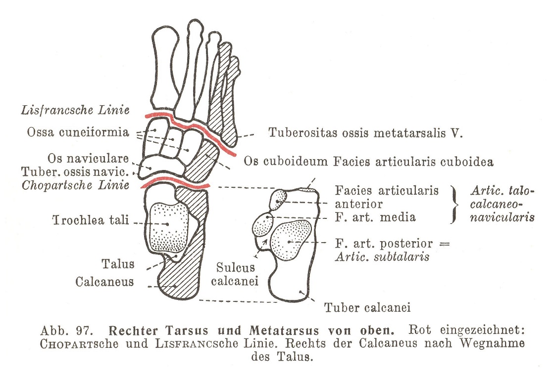 Der Fuß (Knochen und Gelenke)