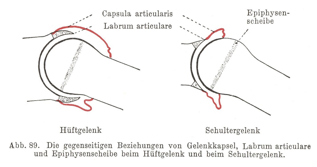 Die gegenseitigen Beziehungen von Gelenkkapsel, Labrum articulare und Epiphysenscheibe beim Hüftgelenk und beim Schultergelenk