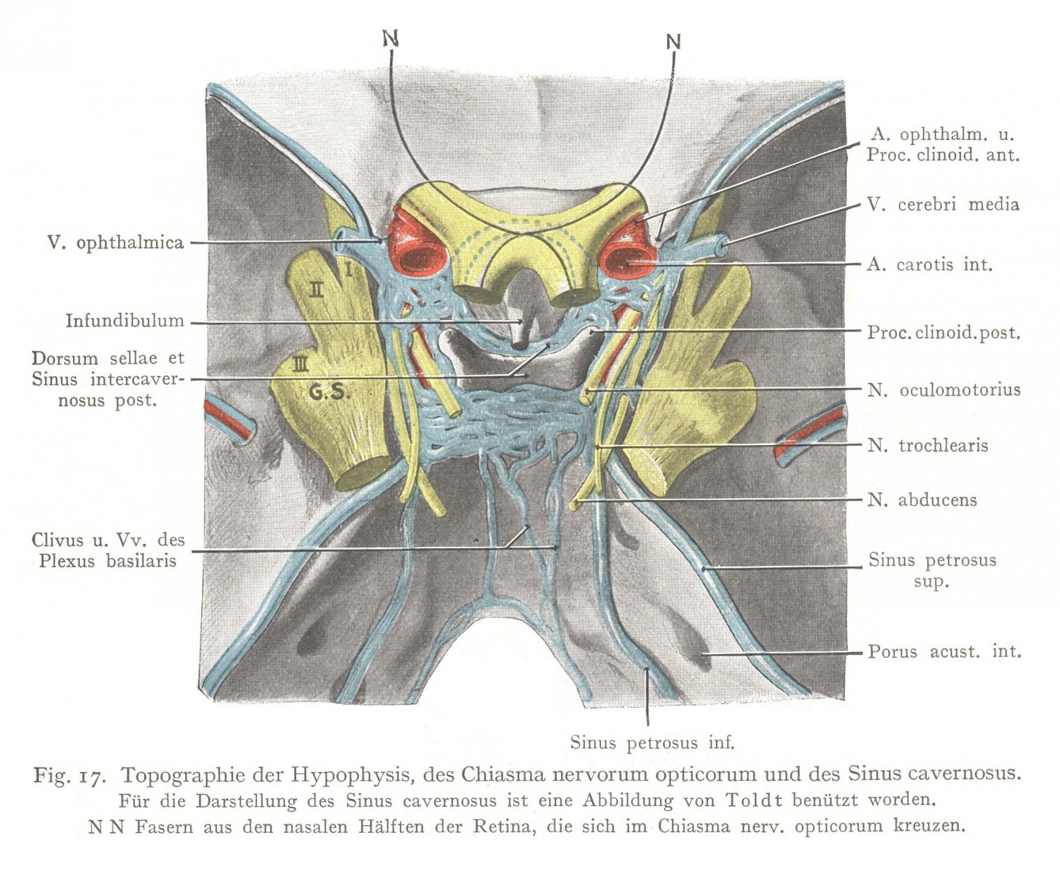 Topographie der Hypophysis, des Chiasma nervorum opticorum und des Sinus cavernosus.