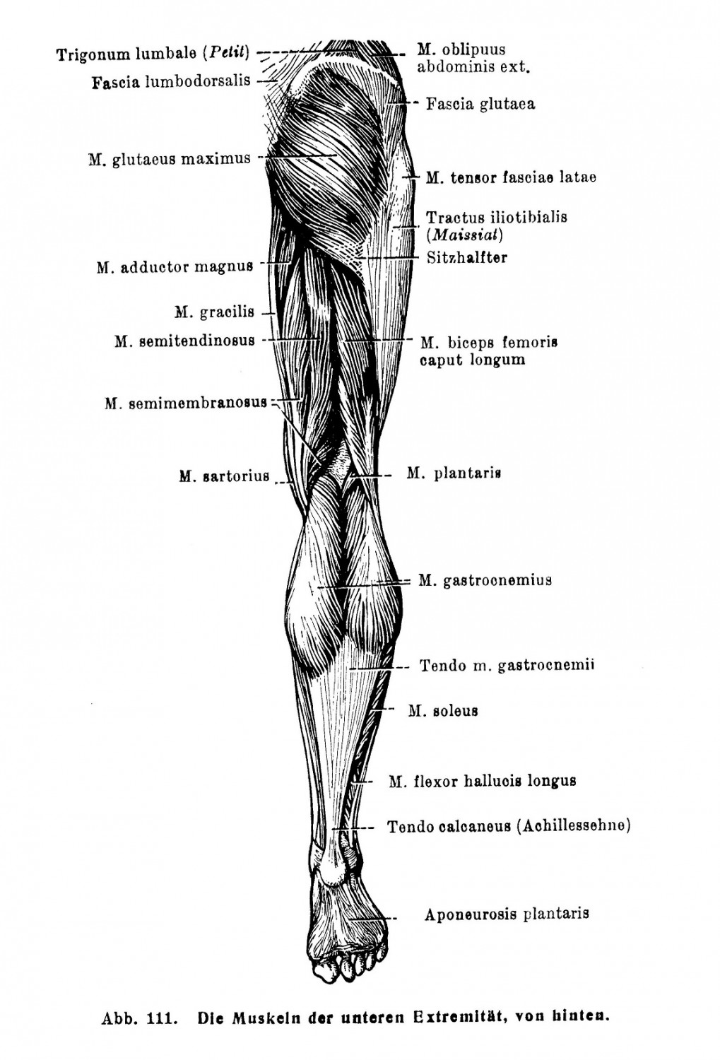 Die Muskeln der unteren Extremität, von hinten