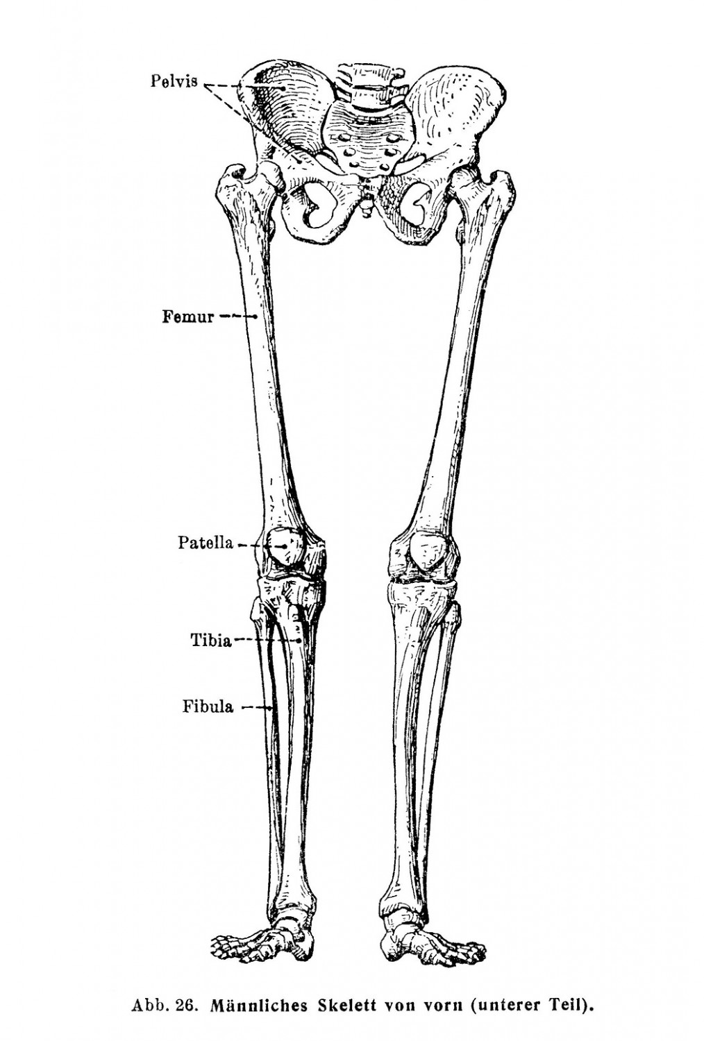 Männliches Skelett von vorn (unterer Teil)