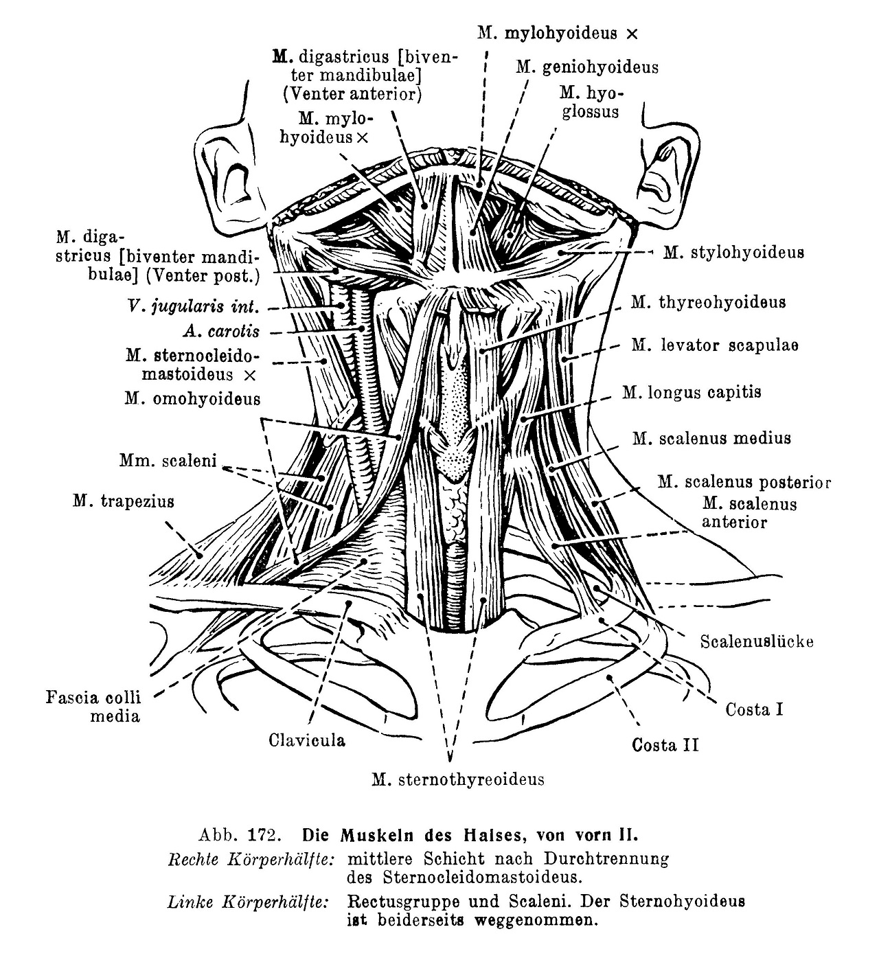 Die Muskeln des Halses, von vorn II