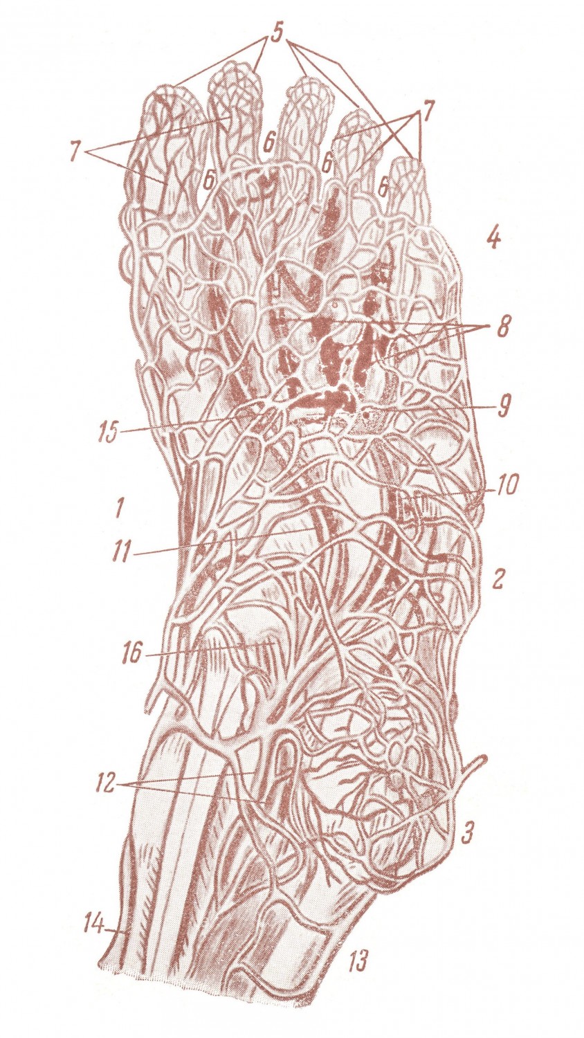 Поверхностные и глубокие вены и артерии подошвы стопы