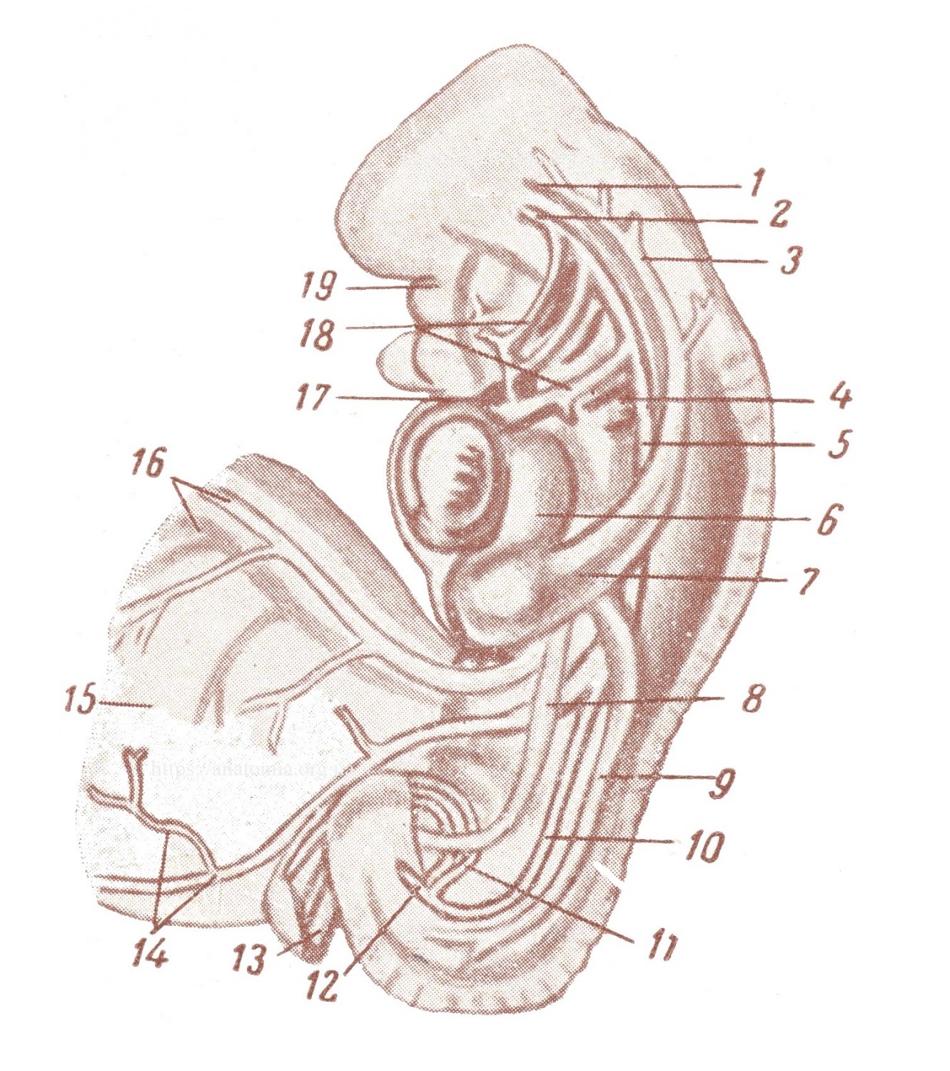 Кровеносная система зародыша человека в возрасте около одного месяца.