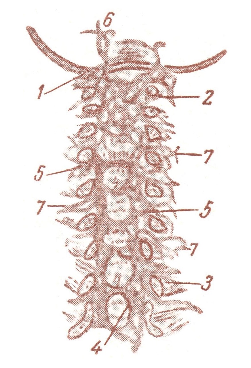 Plexus venosi vertebrales interni anteriores