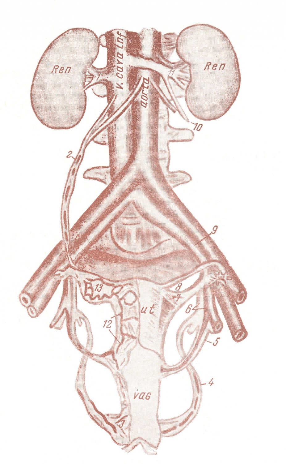 Кровеносные сосуды матки и влагалища. Plexus venosus uterovaginalis
