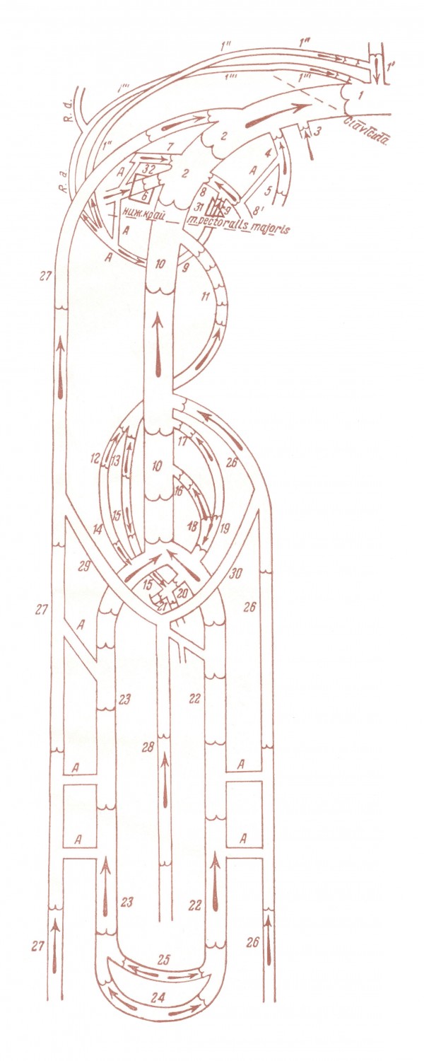 Схема клапанного аппарата (в разрезе) поверхностных и глубоких вен верхней конечности