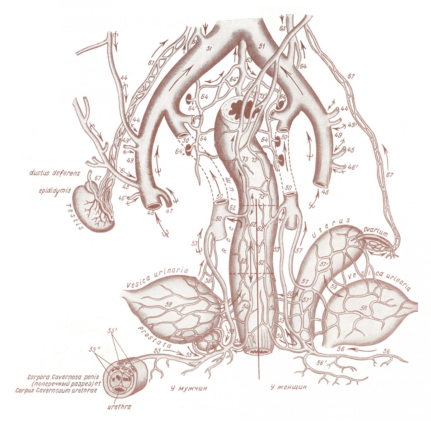 Схема анастомозов (связей) венозных сплетений тазовых внутренностей у мужчин и женщин