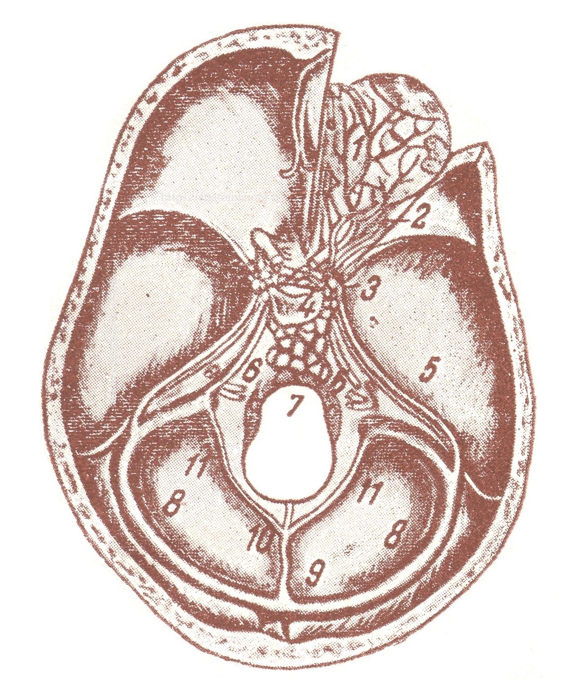 Пазухи свода черепа и его основания (внутренняя поверхность черепа) - Sinus baseos cranii internae. Схематический рисунок