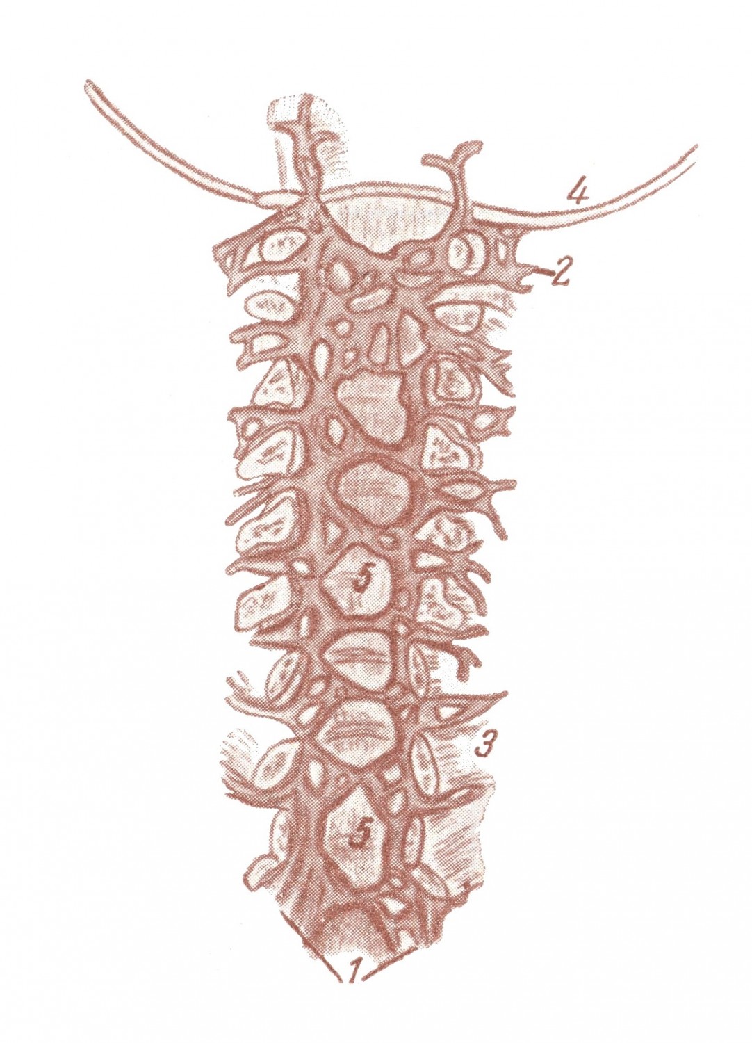Передние внутренние сплетения вен позвоночного канала — plexus venosi vertebrales interni anteriores (видны) — после вскрытия позвоночного канала фронтальным разрезом и удаления спинного мозга и его оболочек. (По Breschet) 