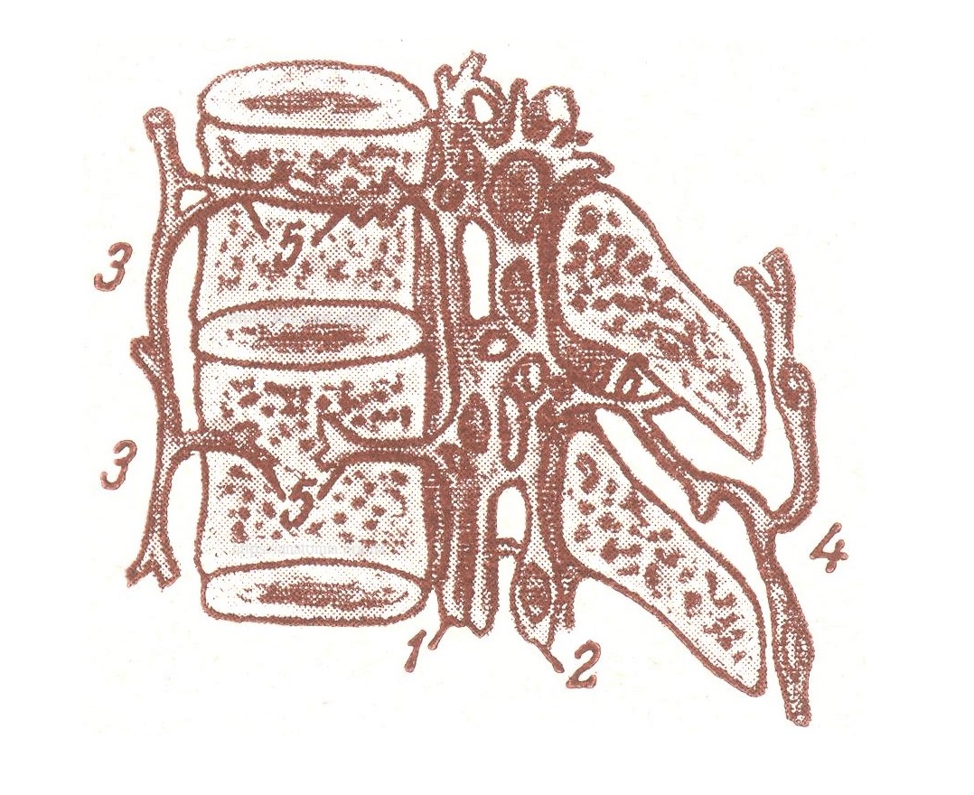 Вены тел позвонков и венозные сплетения позвоночного канала