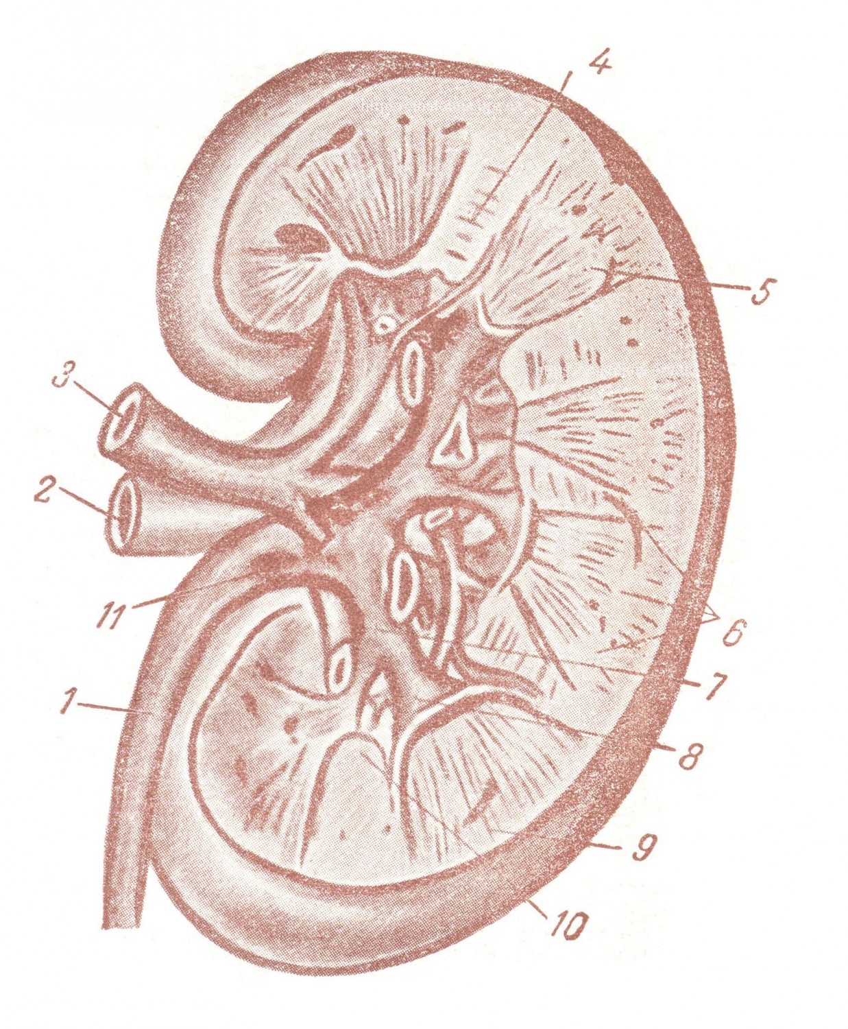Венозная система почки, почка представлена в разрезе