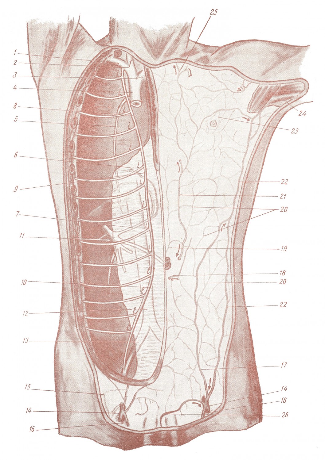 Глубокие и поверхностные (кожные) вены передней брюшной стенки и грудной клетки