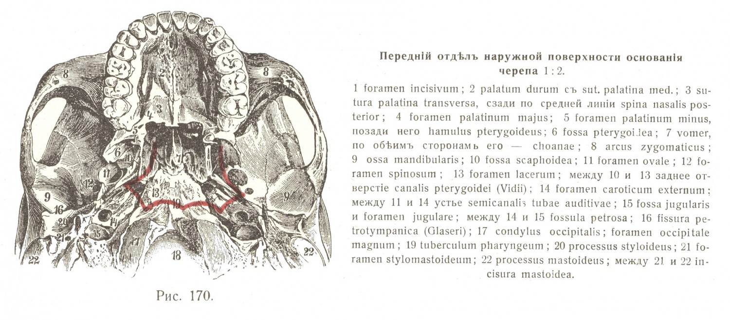 Передняя область черепа