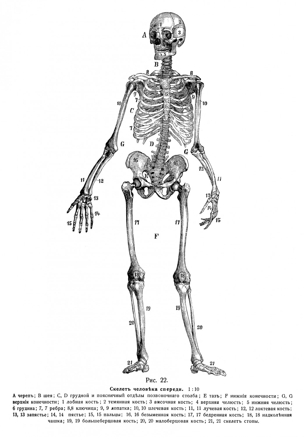 Скелетъ верхней конечности, ossa extremitatis superioris