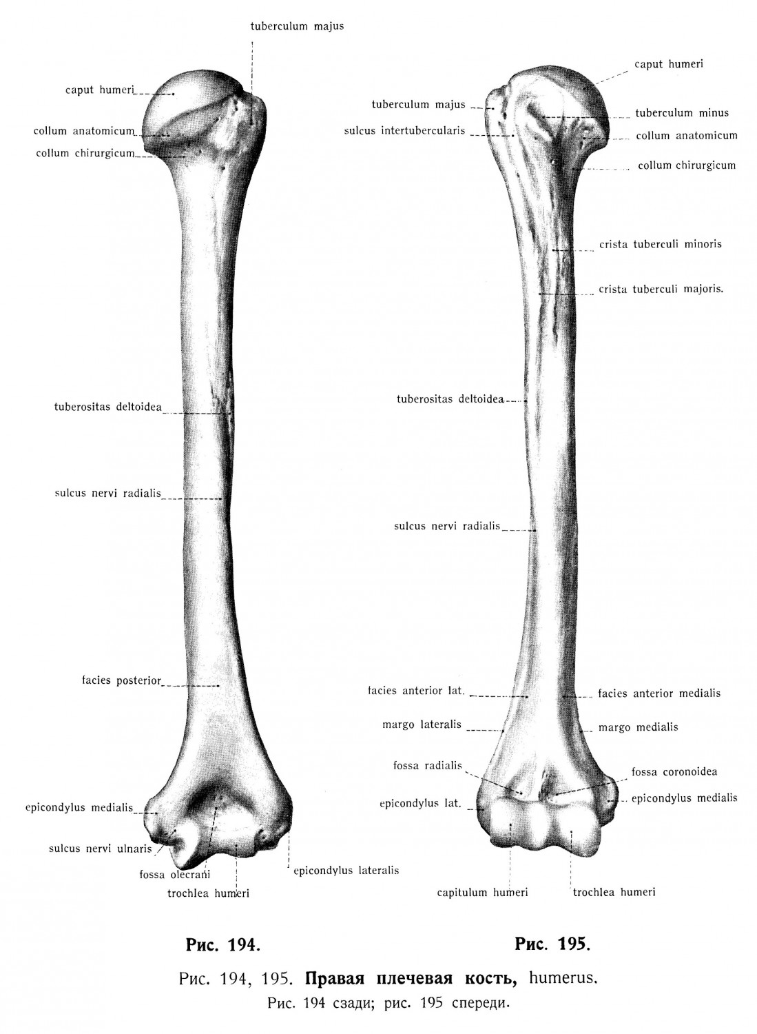 Плечевая кость, humerus