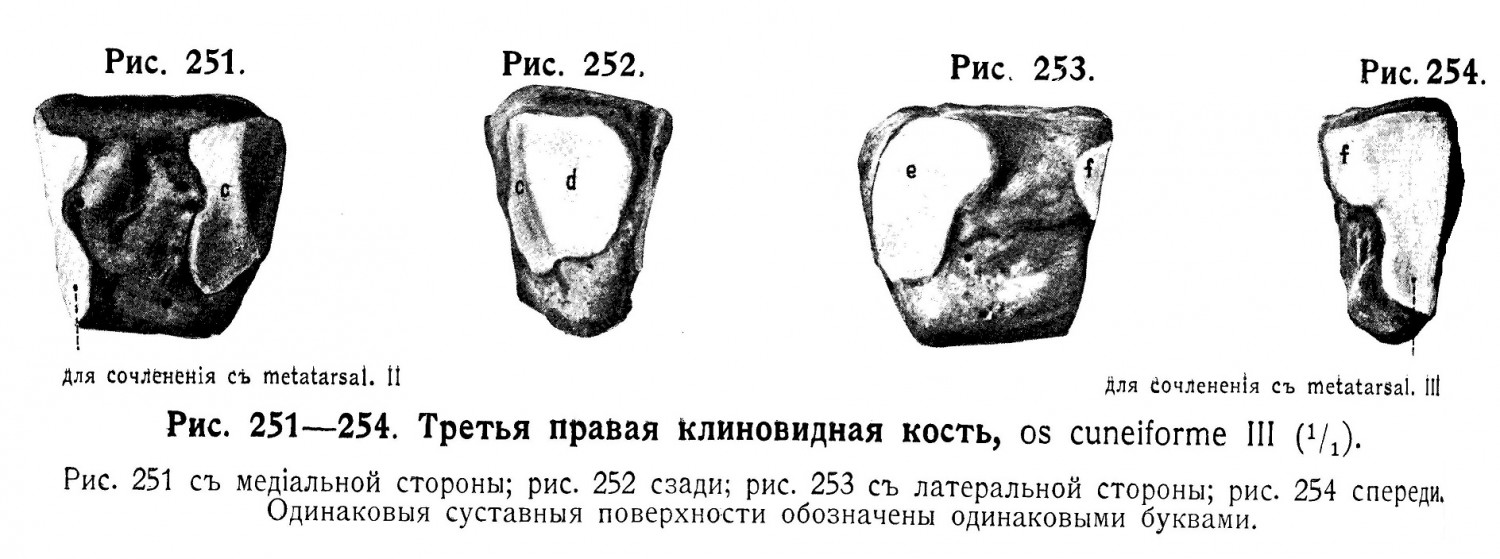 Клиновидная кость, ossa cuneiformia
