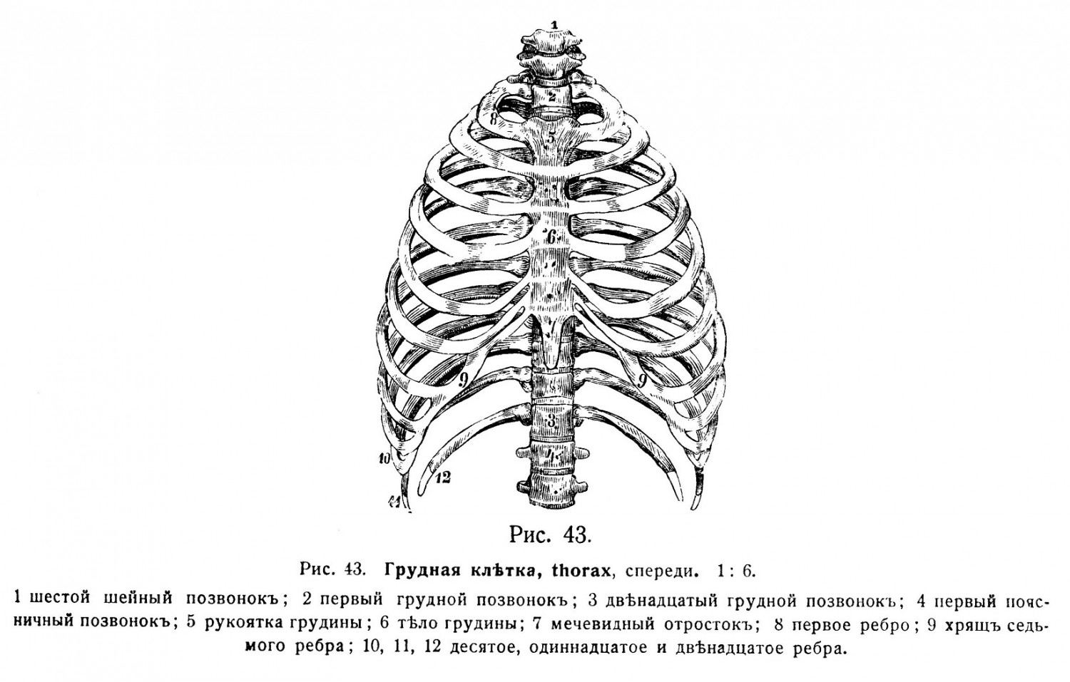 Грудная клѣтка, thorax