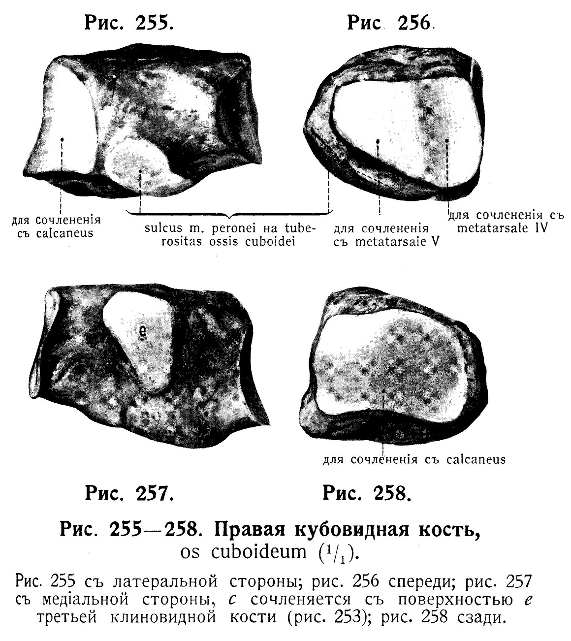 Кубовидная кость, os cuboideum