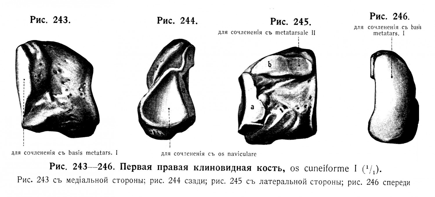 Три клиновидныхъ кости, ossa cuneiformia