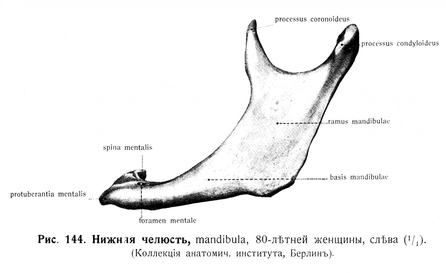 Нижняя челюсть, mandibula