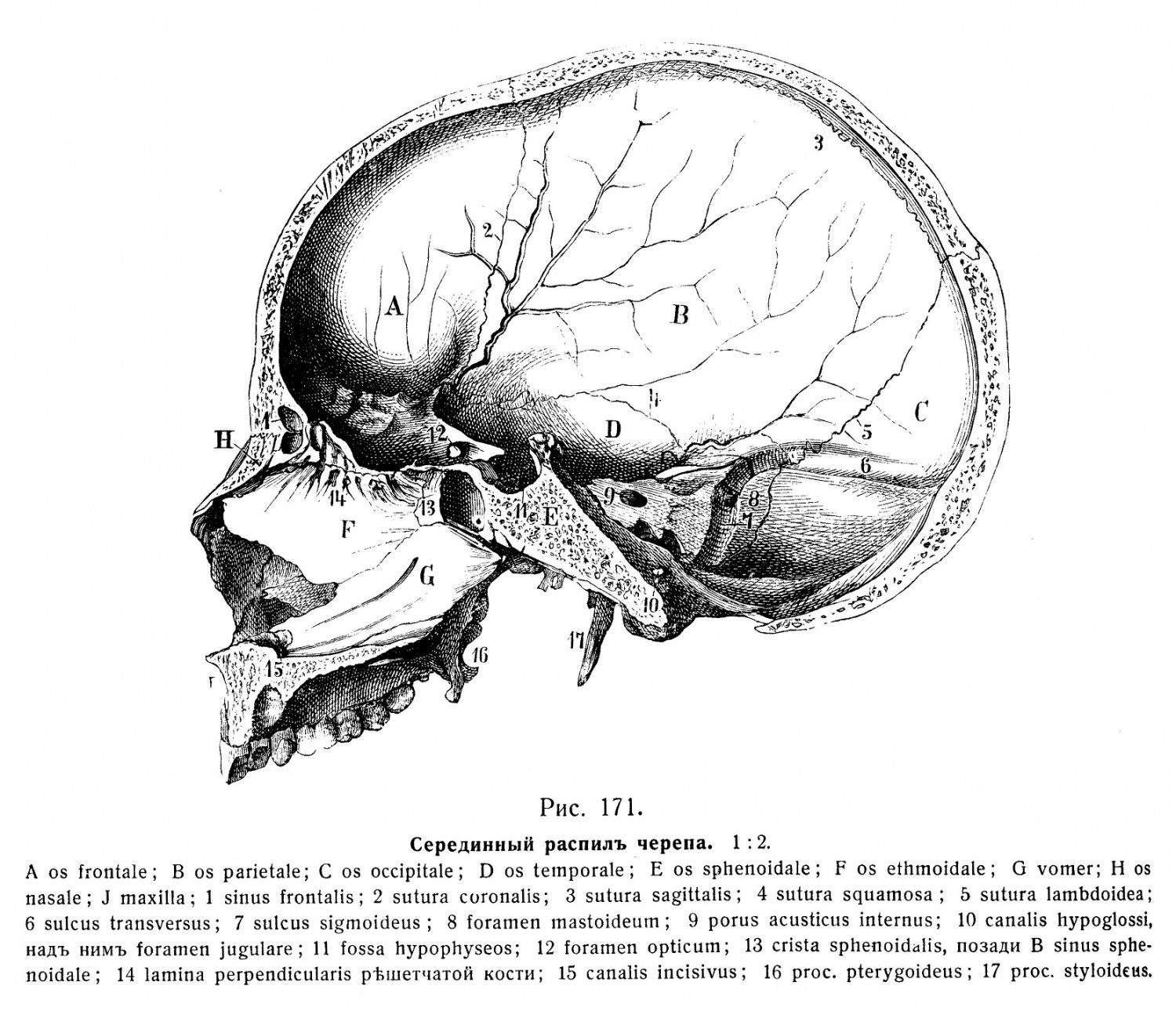 Внутренняя поверхность черепа. Черепная полость, cavum cranii