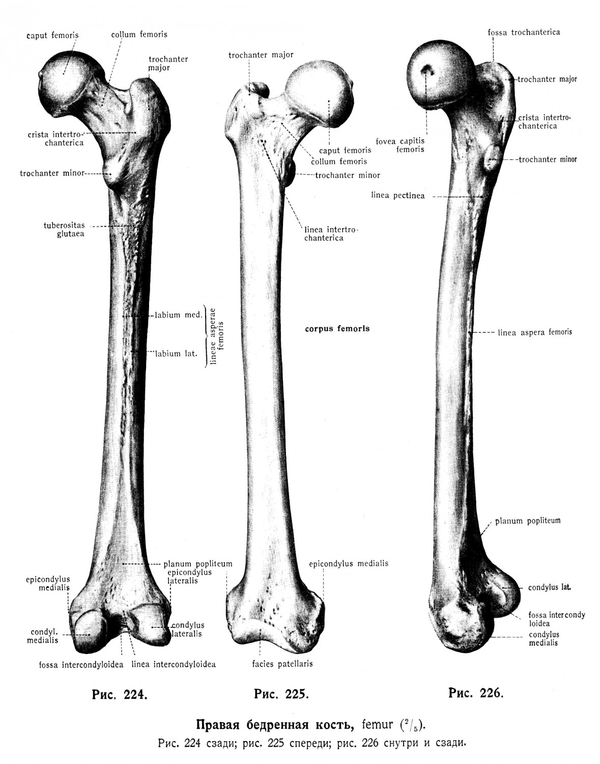 Бедренная кость, femur