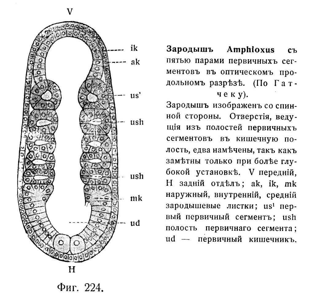 Зародышъ Amphioxus