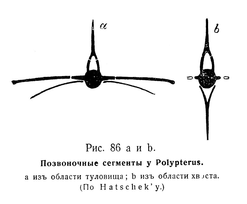 Позвоночные сегменты у Polypterus