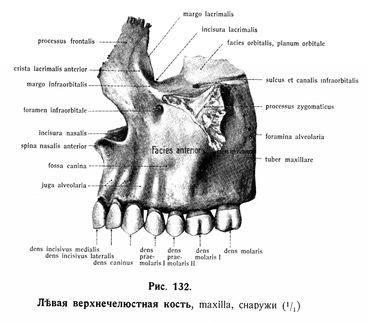 Верхнечелюстная кость, maxilla