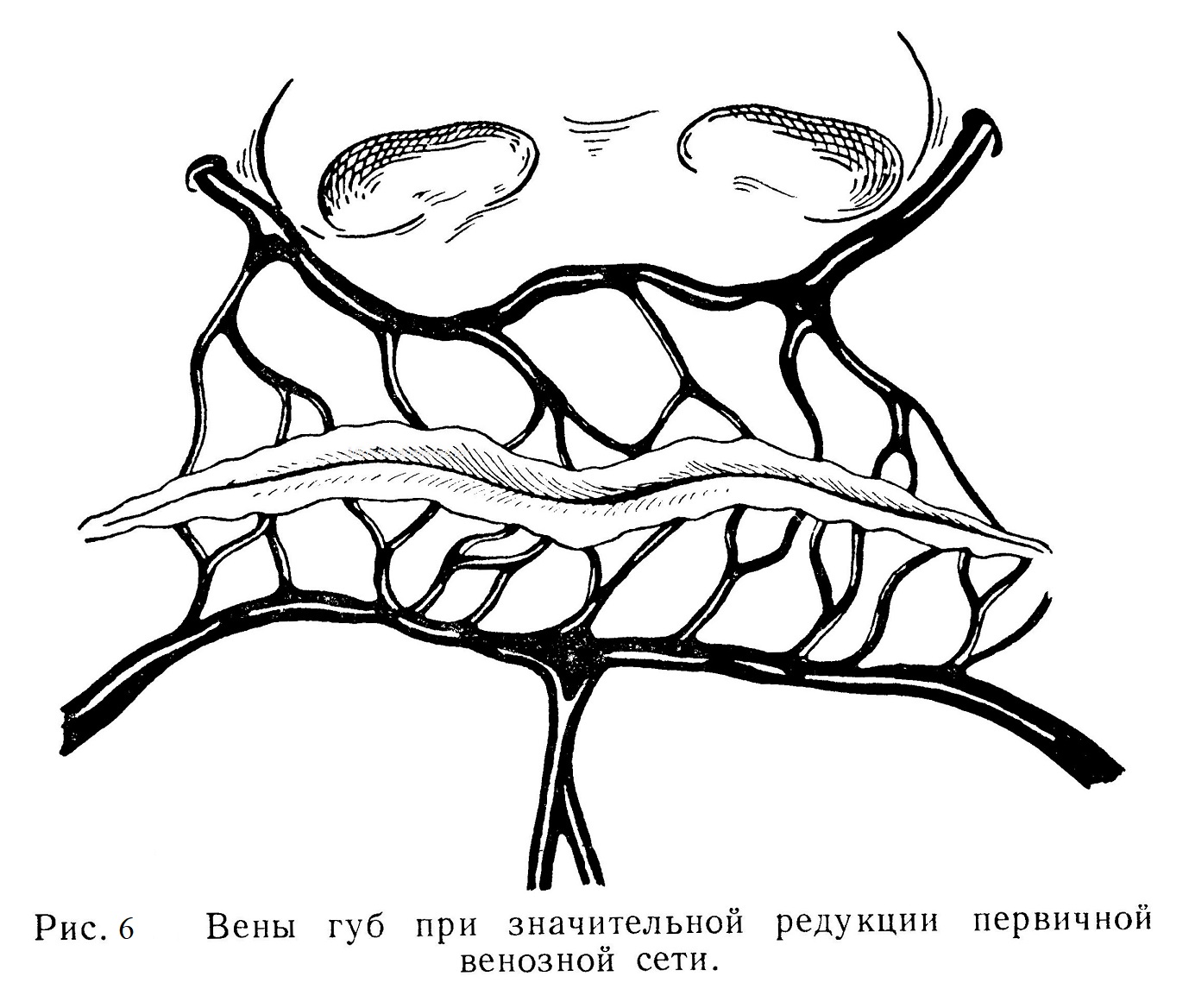 Вены губ при значительной редукции первичной венозной сети