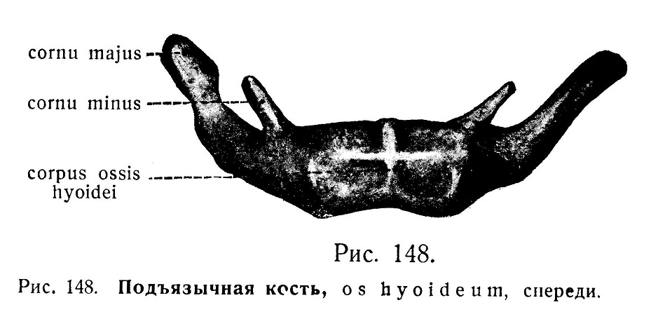 Подъязычная кость, os hyoideum