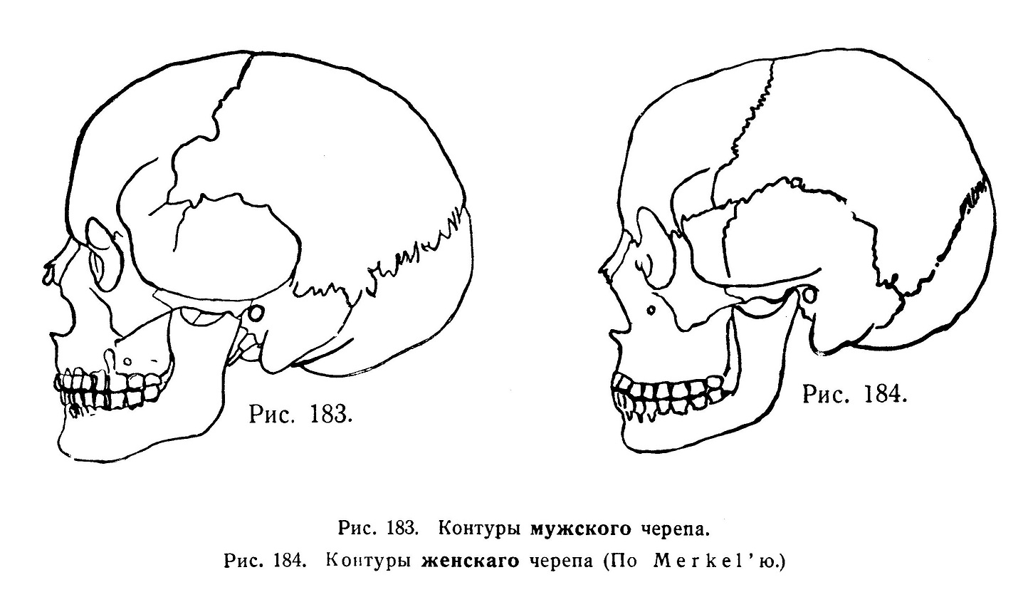 Половыя различія черепа