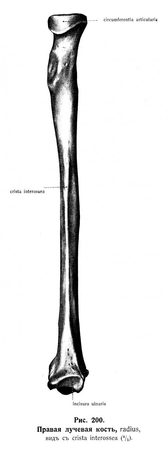 Лучевая кость, radius