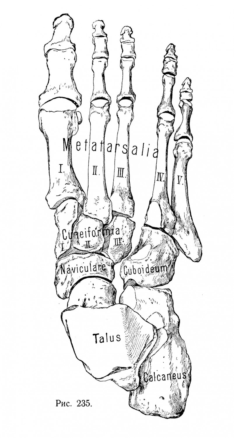 Скелетъ стопы, ossa pedis