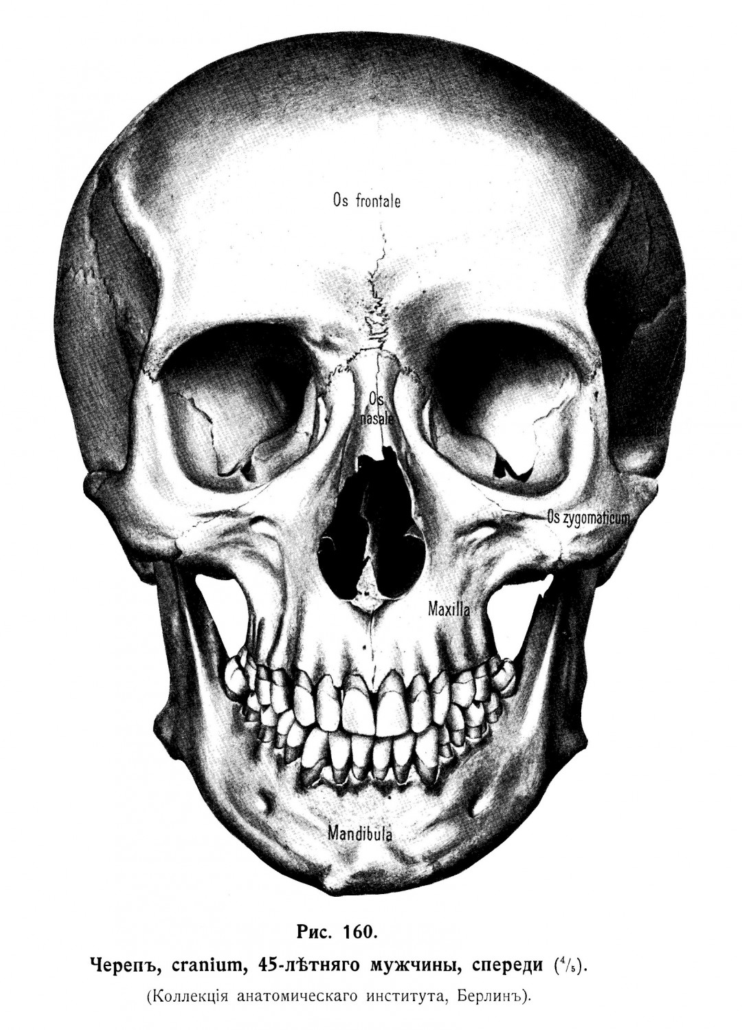 Наружная поверхность черепа