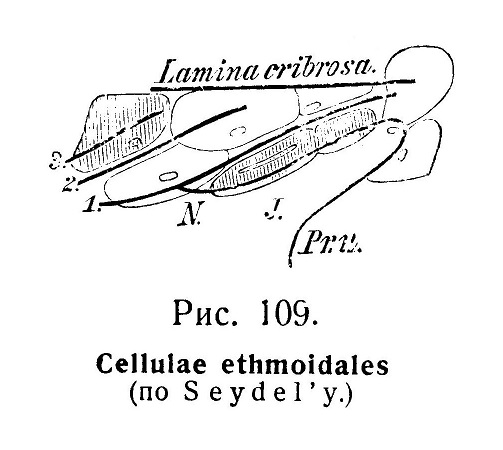 Cellulae ethmoidales