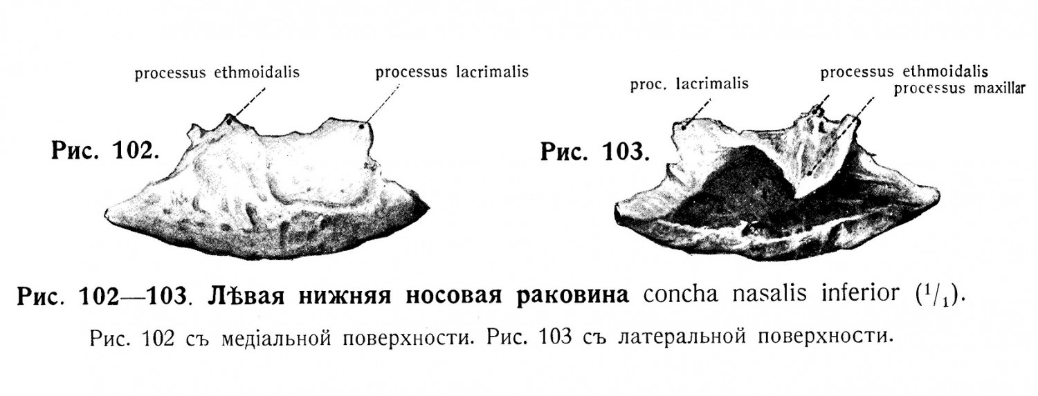 Нижняя носовая раковина, concha nasalis inferior