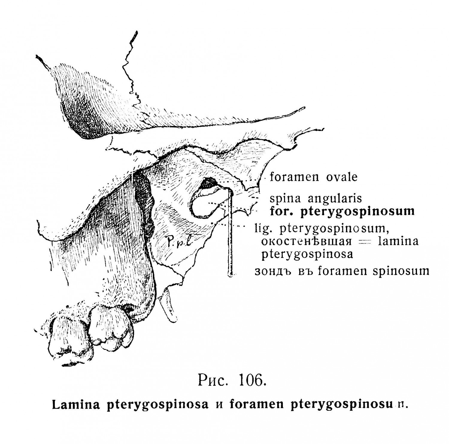Lamina pterygospinosa и foramen pterygospinosu n.