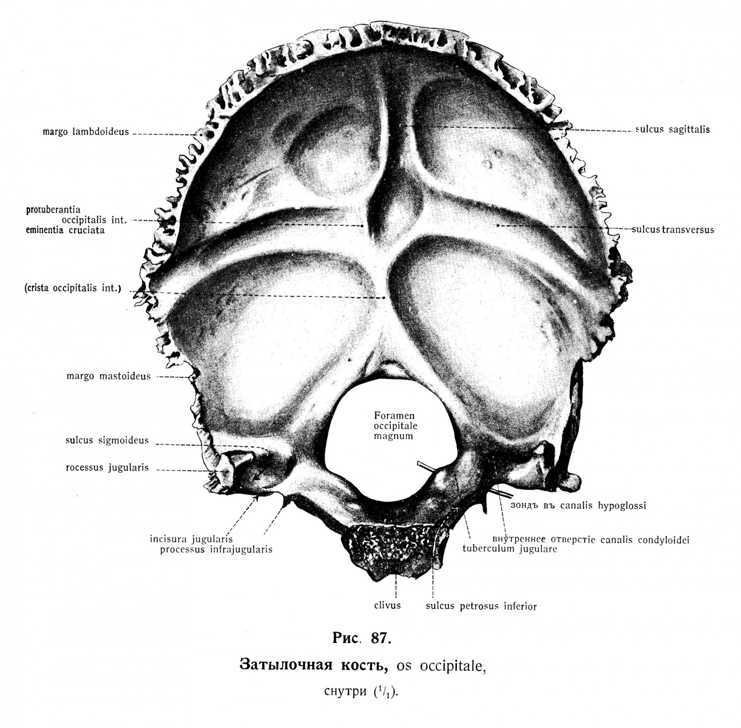 Затылочная кость, os occipitale