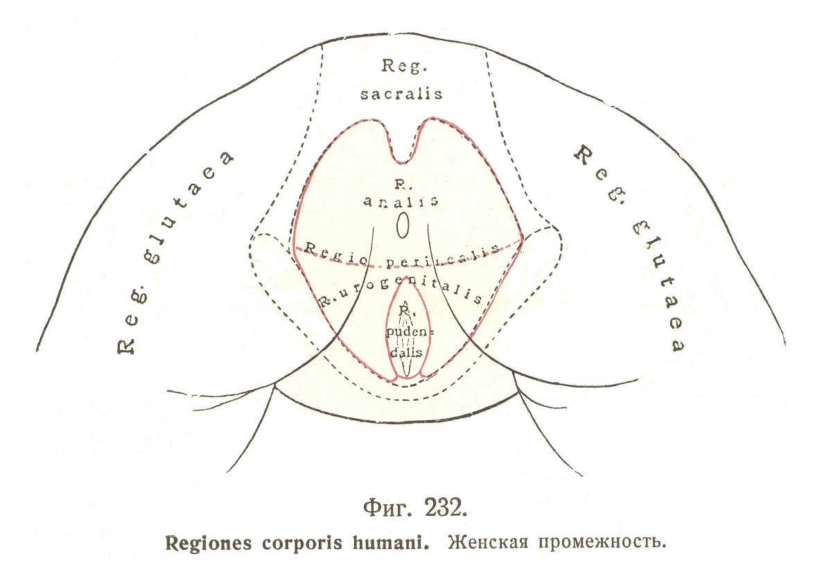 Regiones corporis humani. Женская промежность